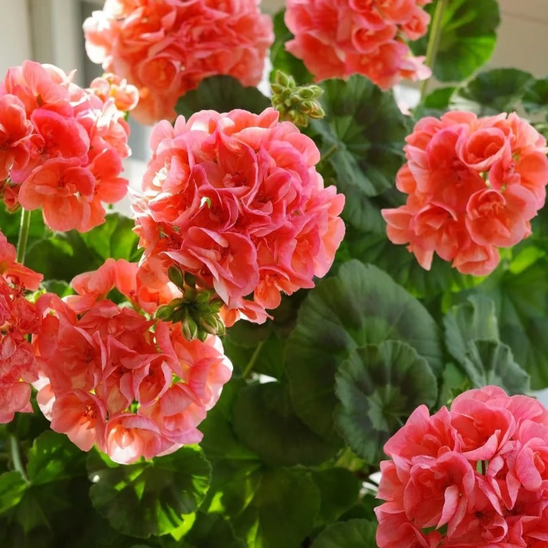 （大山宫）直立重瓣大花型天竺葵（带花苞包对版）