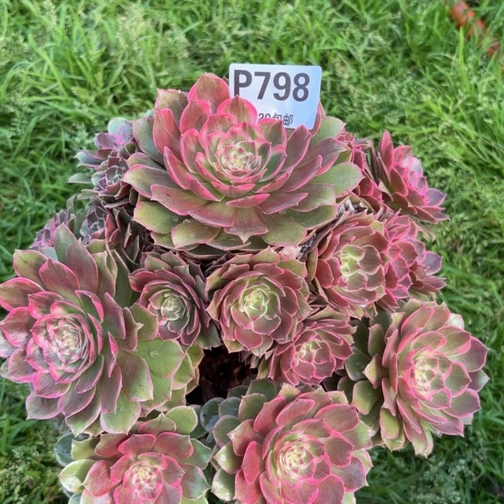 一***梦瑞妈多肉植物。798.