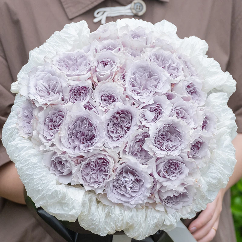 【木通专属】天狼 霁色 自育月季玫瑰紫色浓香多季灌木阳台庭院易养