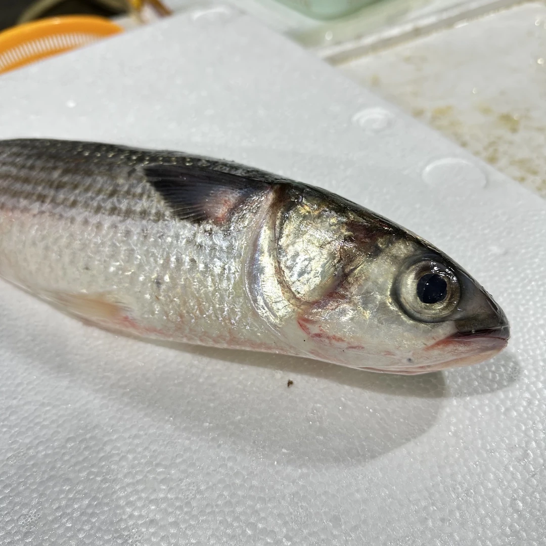 当季肥美汕尾本港野生乌头鱼 5斤