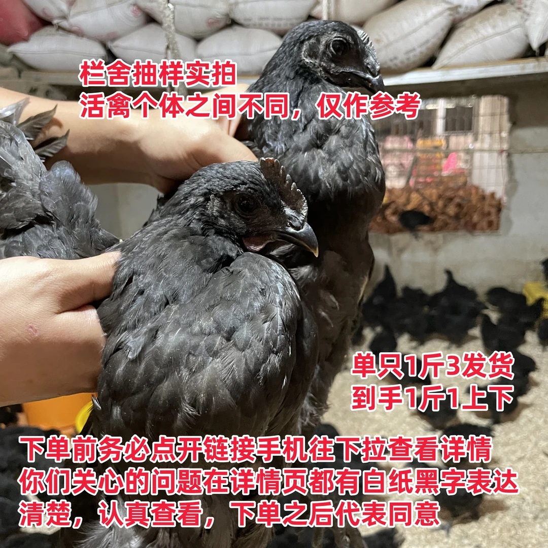 4只五黑鸡（单只1斤3发货）绿壳蛋鸡乌骨土鸡到手1斤1宠物长尾鸡