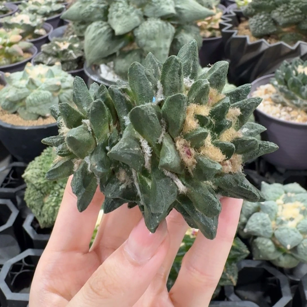 7.5cm双头龙角无根