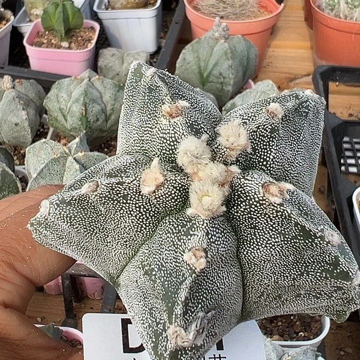 直***狮661号实生鸾多肉植物