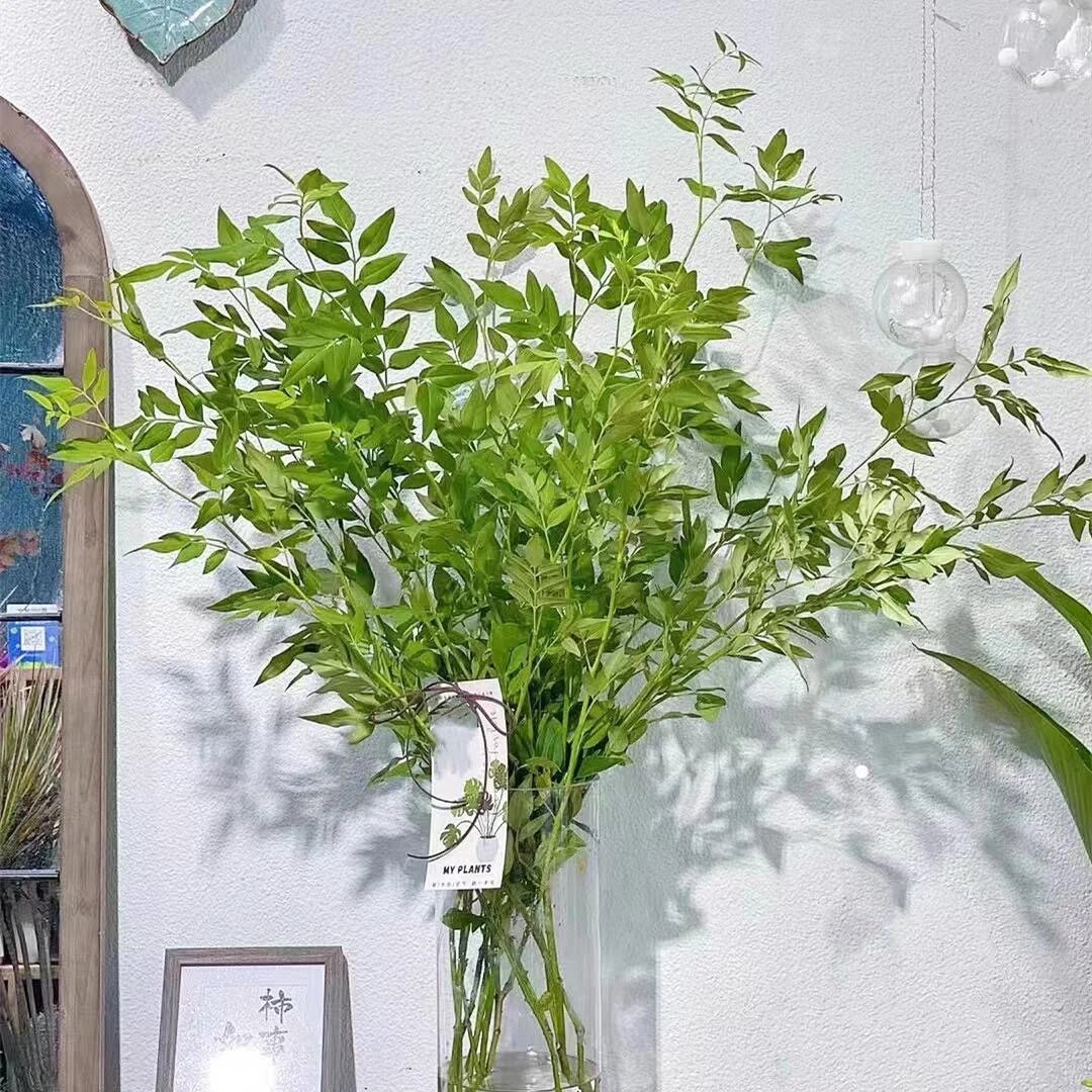 夏日花束清新叶材九星叶小众侘寂风叶材鲜切花火焰水培蓝胶片