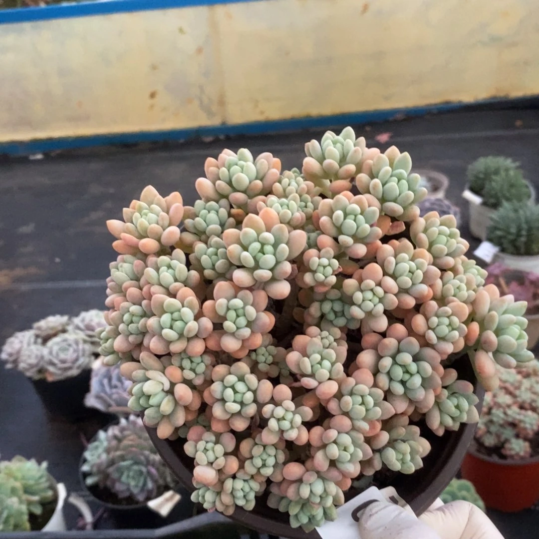 0745洛可可一物一拍