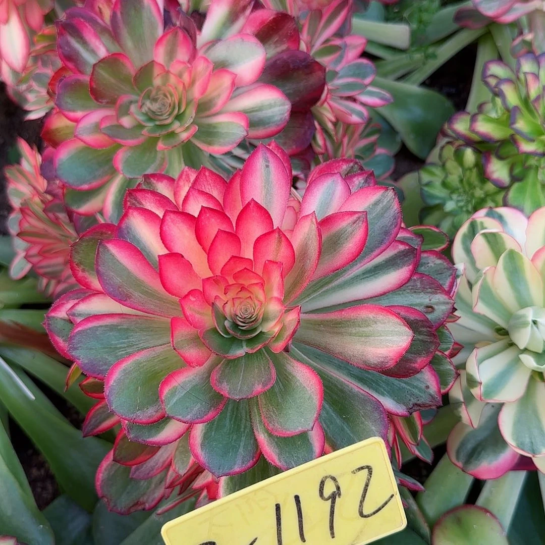 3-1192+--黑魔锦多头