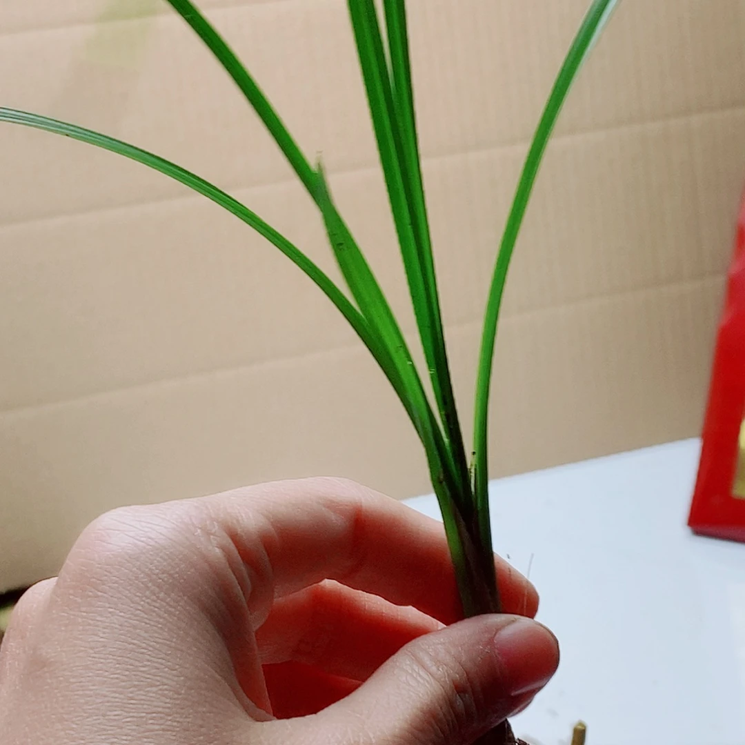 当前无花栽培后可以开花
