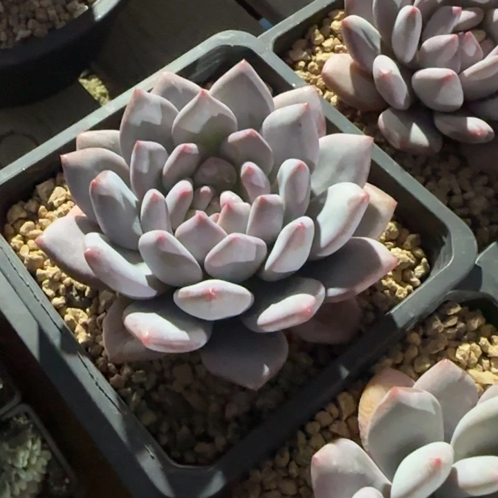 半夏单头五十包邮老桩