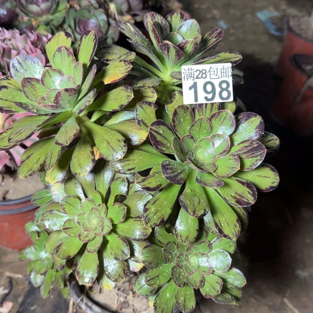 V锦多肉198满28包邮断枝不包