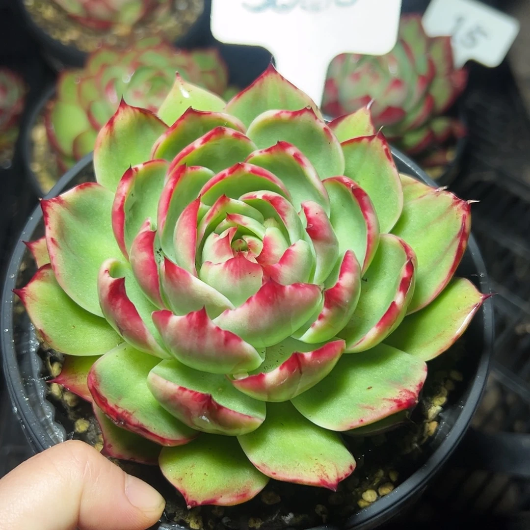 M***静惊鸿仙子一物一拍3060号