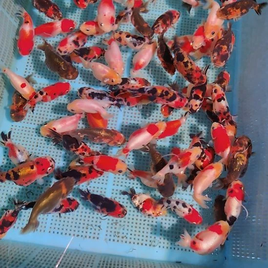 兰寿练手鱼随机盲盒三条特价京东包邮
