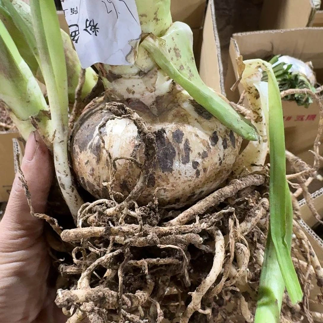 粉色荣耀9+坨子发发发