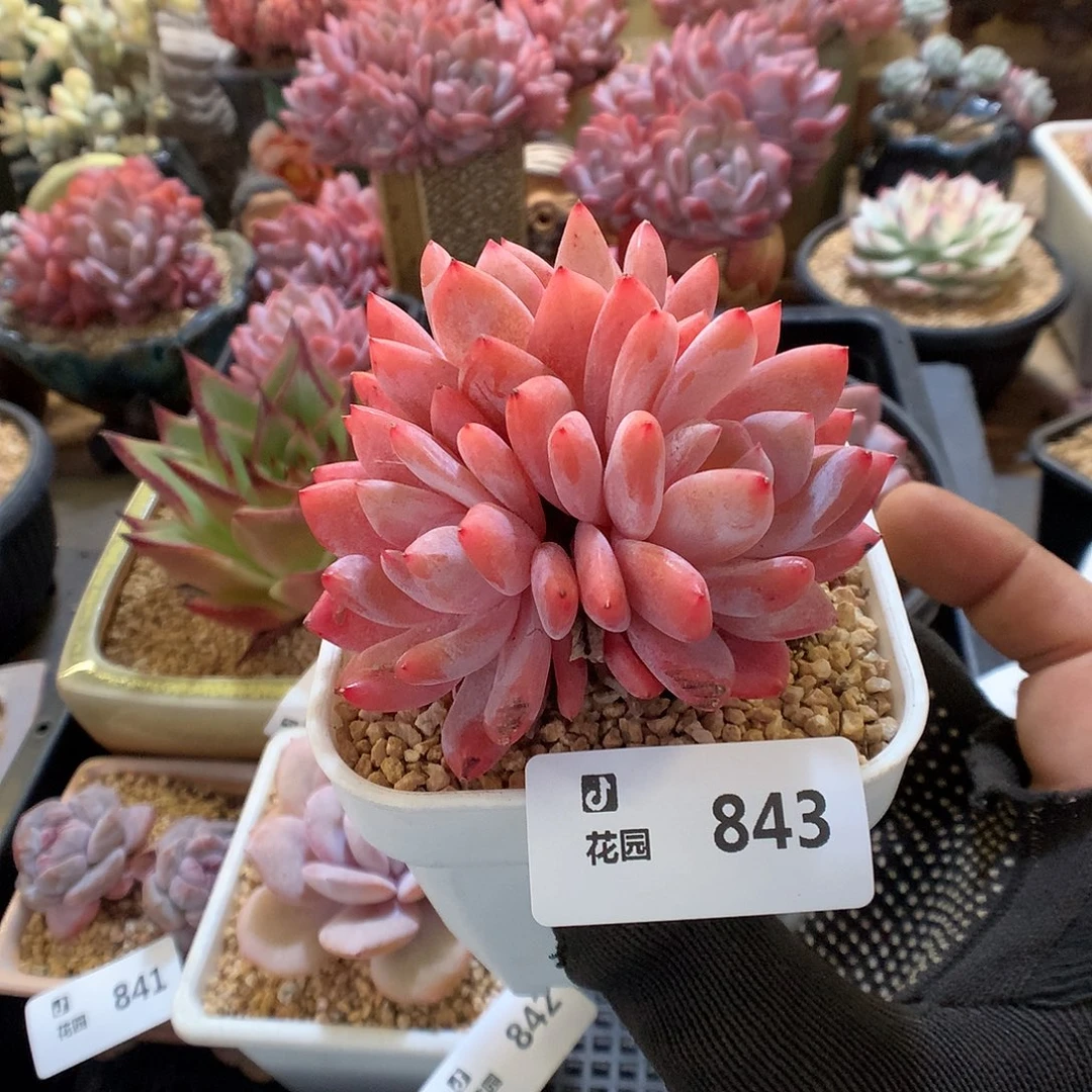 843雪天使多肉植物66666