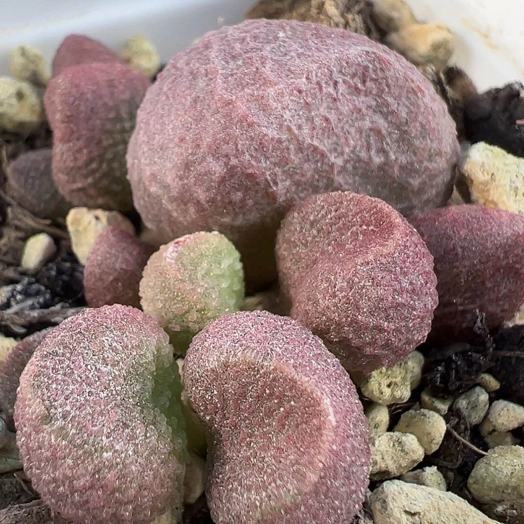 水蜜桃多肉水泡植物