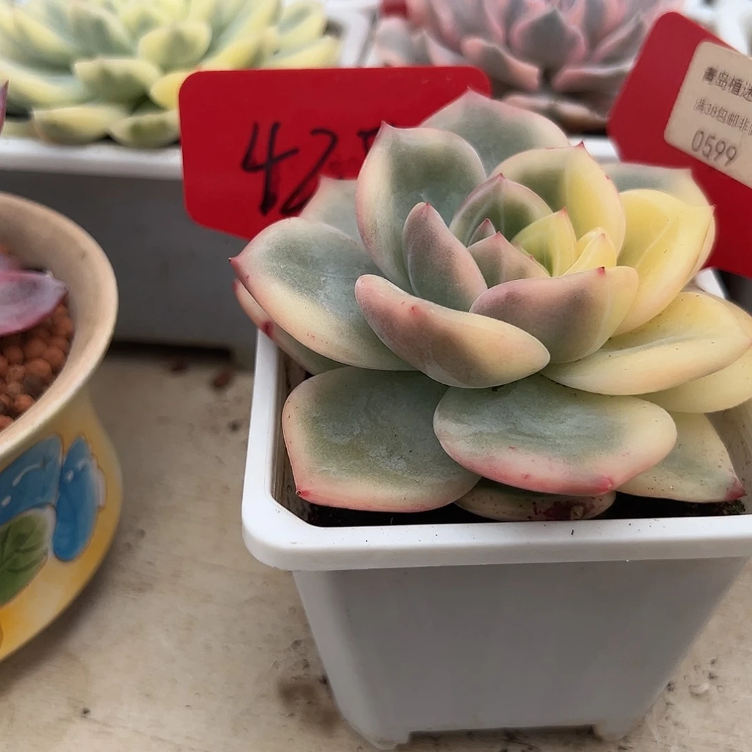 依***托599号伊丽莎白锦多肉