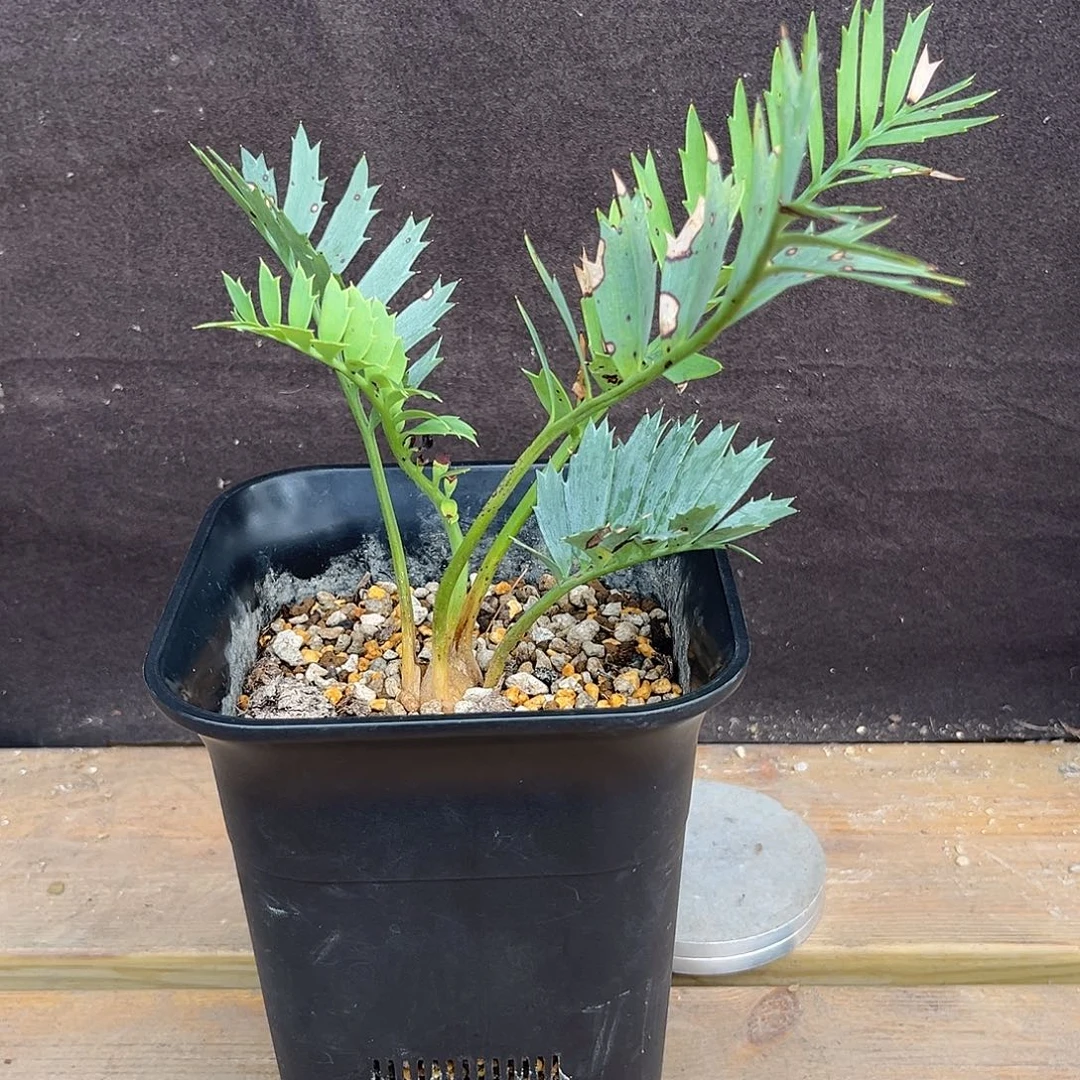 汤圆植物正版蓝棘铁原价2480