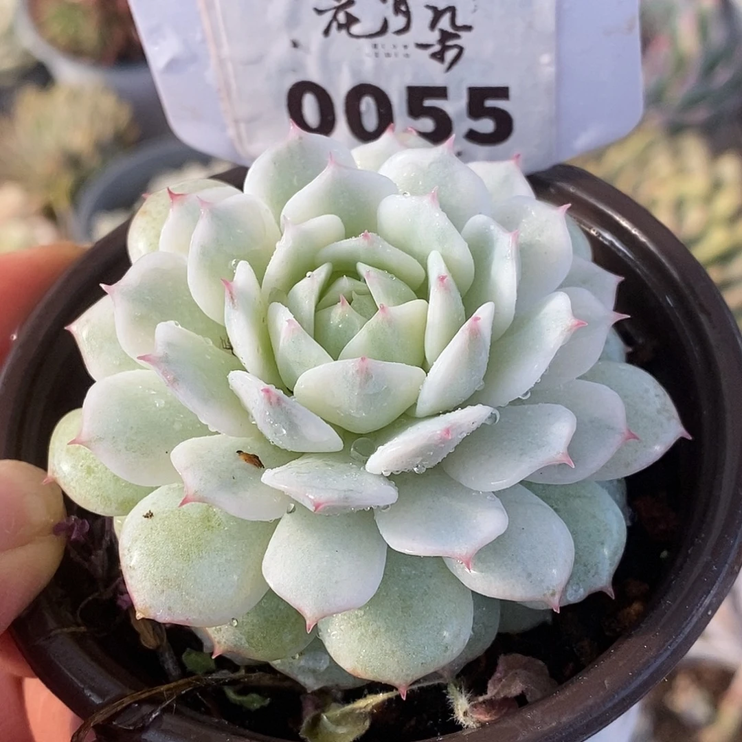 055静夜哈哈哈哈哈哈哈