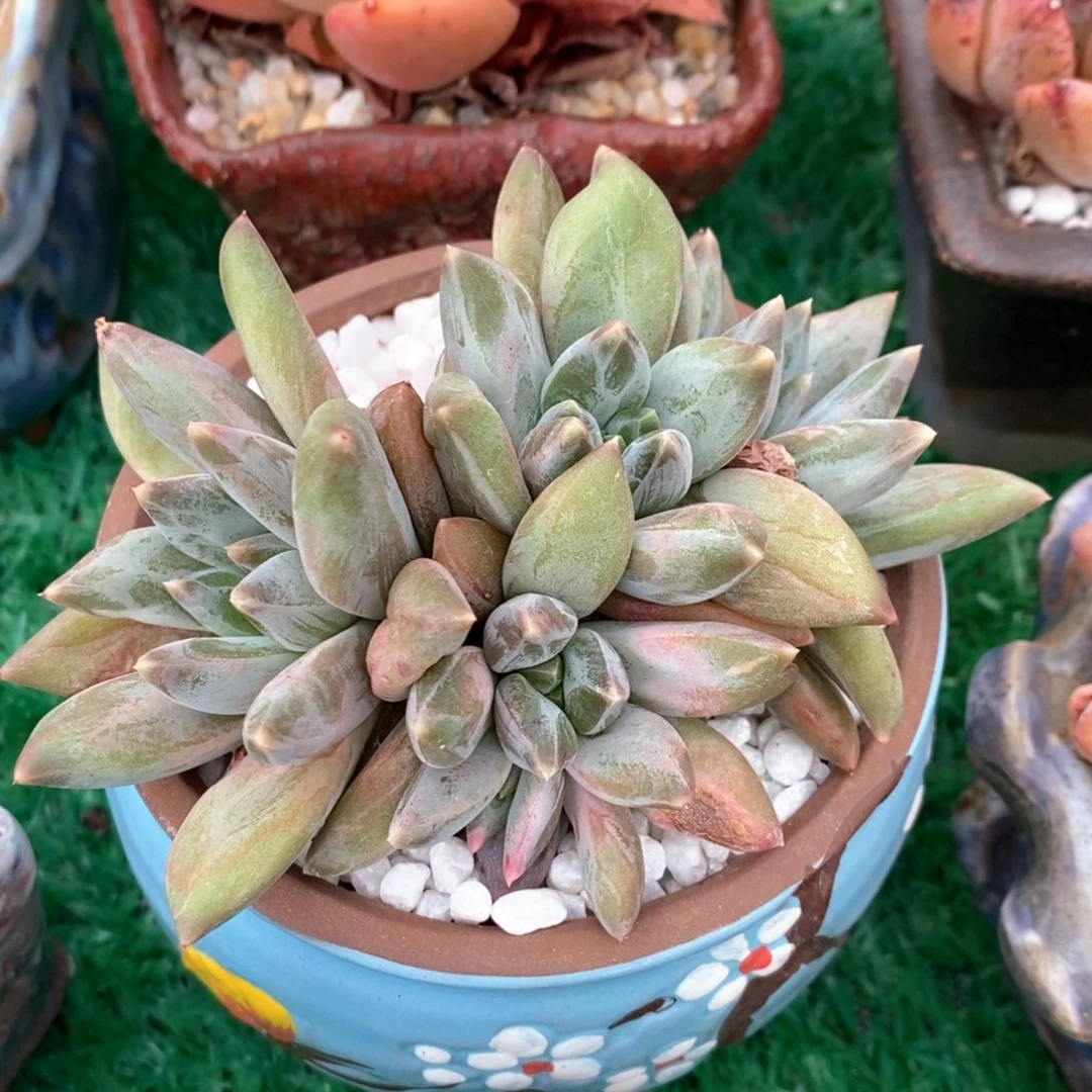 重楼多肉植物盆栽