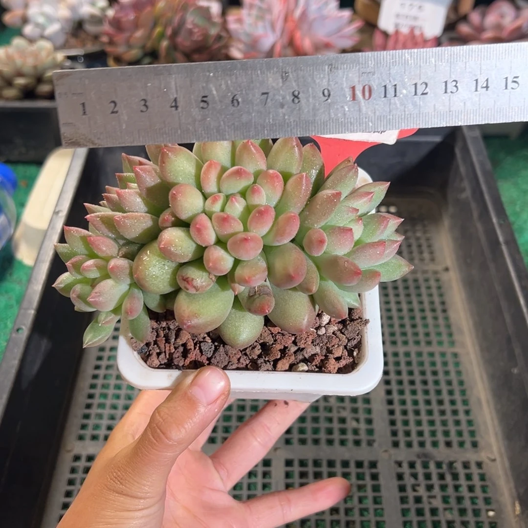 表妹精品多肉植物1177.