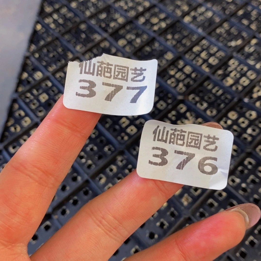 Y*376377多肉植物保护研究所所长助理