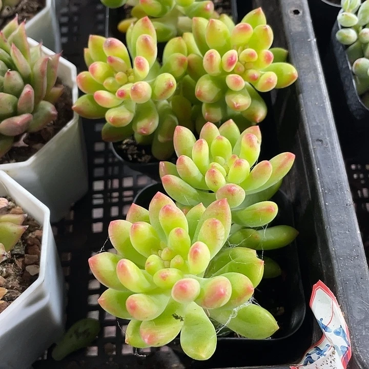 春萌2.8带盆土发货