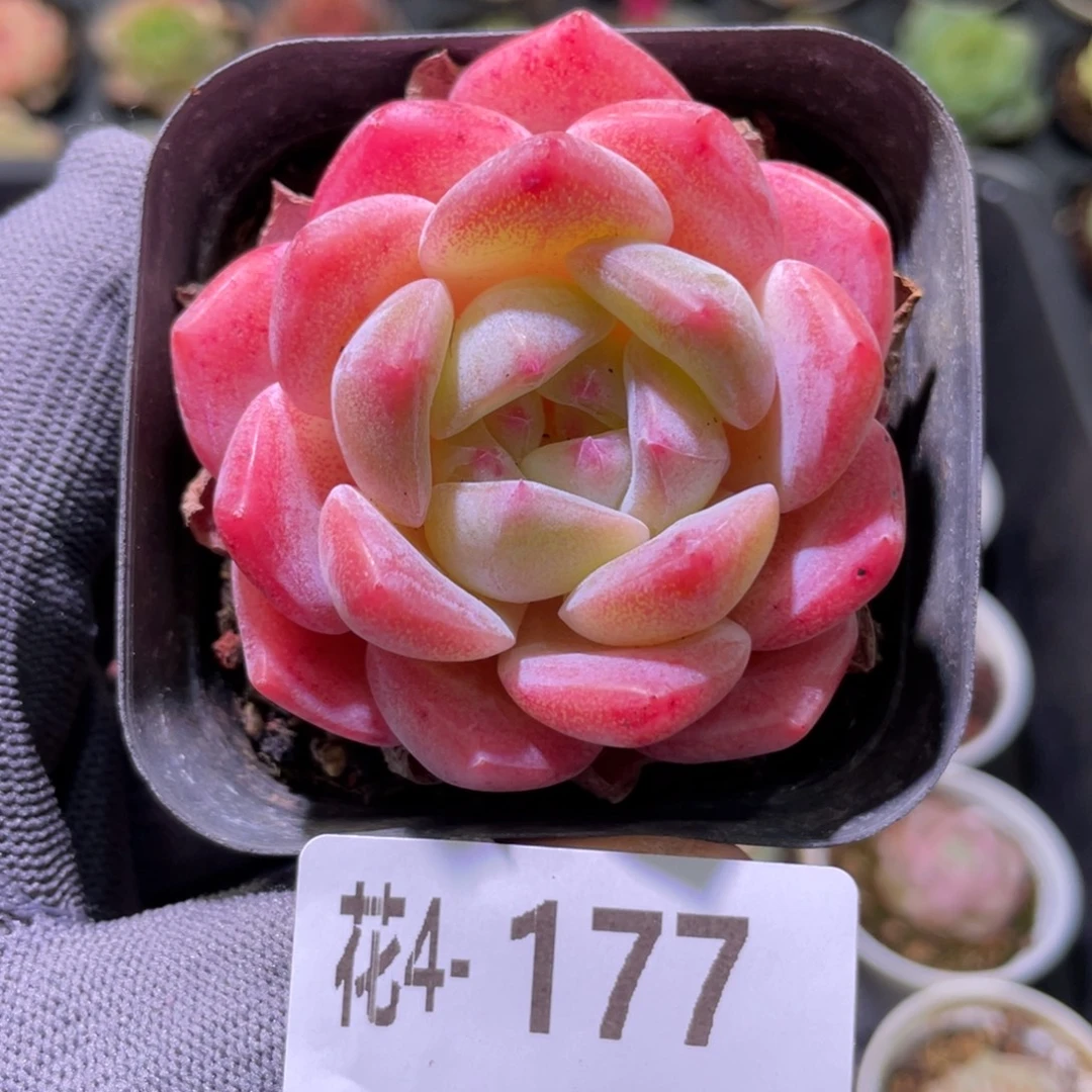 花利美 4-177冰糖