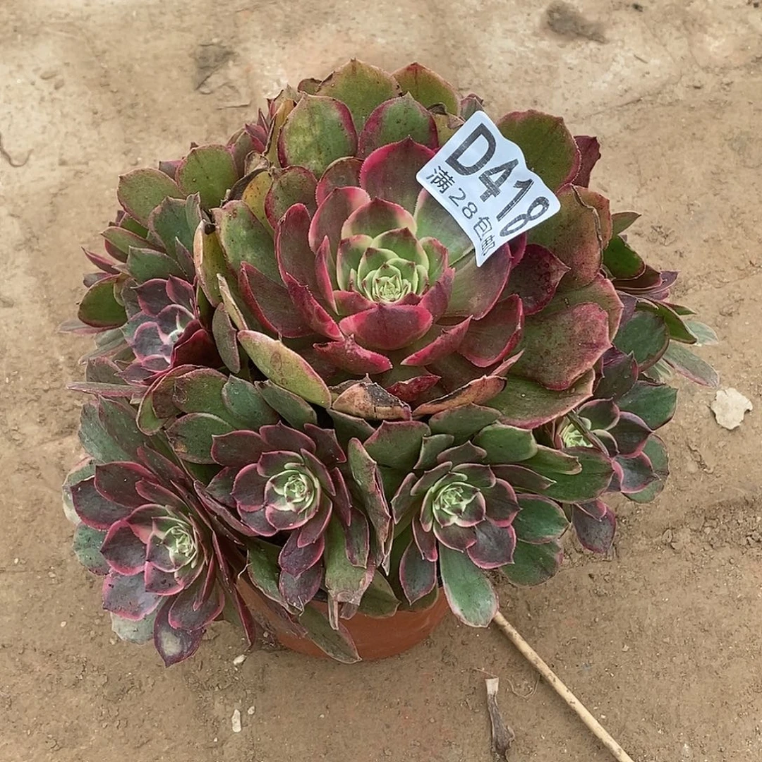 418 多肉植物不包断枝