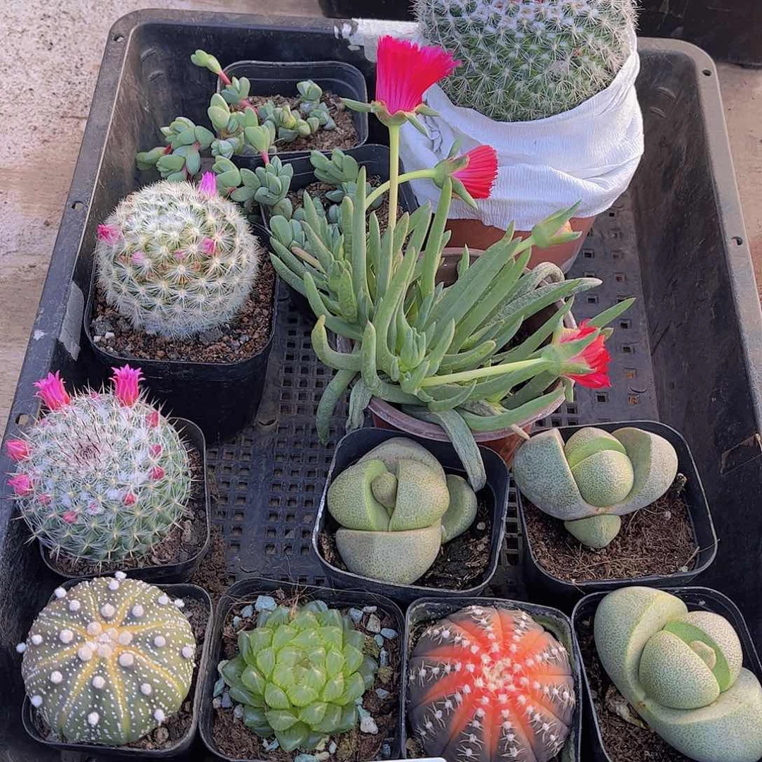 多肉235多肉植物