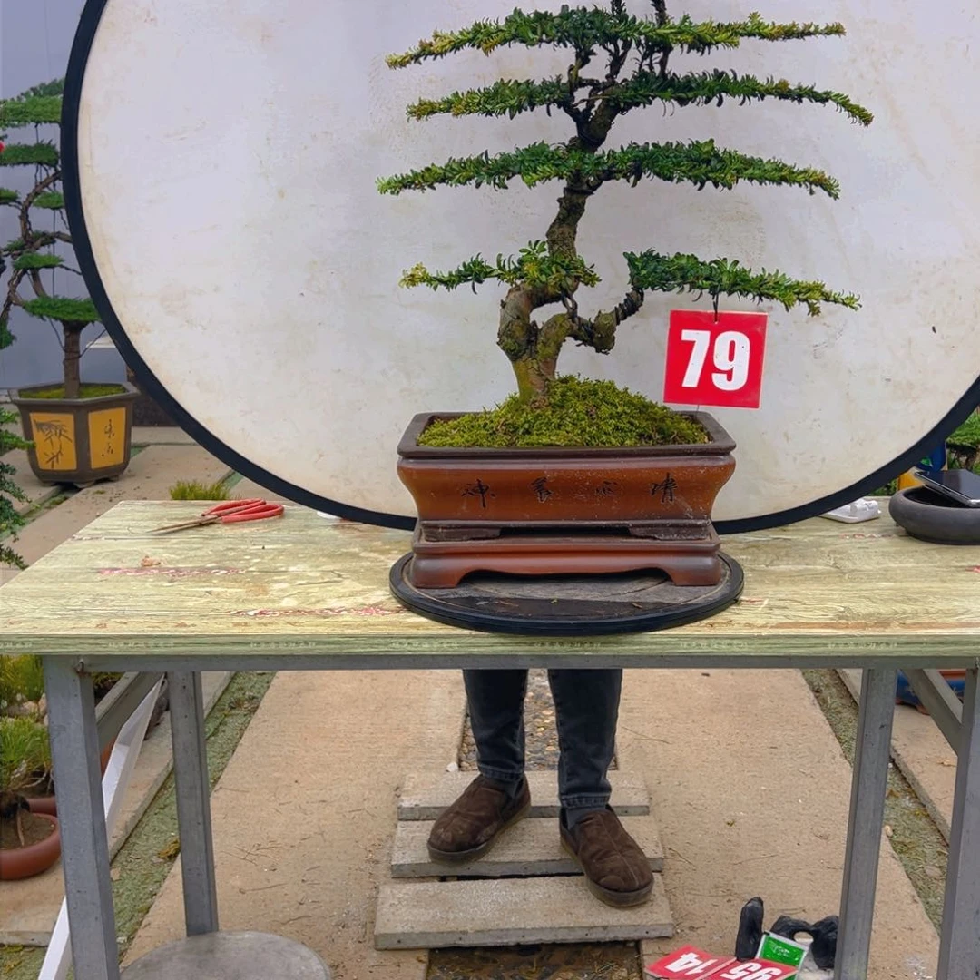 盆景红芽菊花珍珠罗汉松