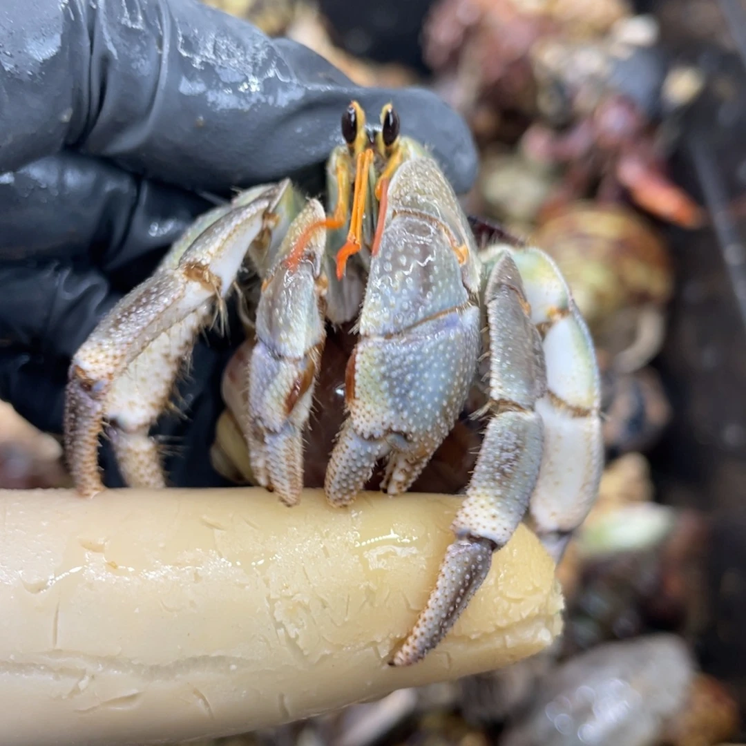 不退不换活体宠物98