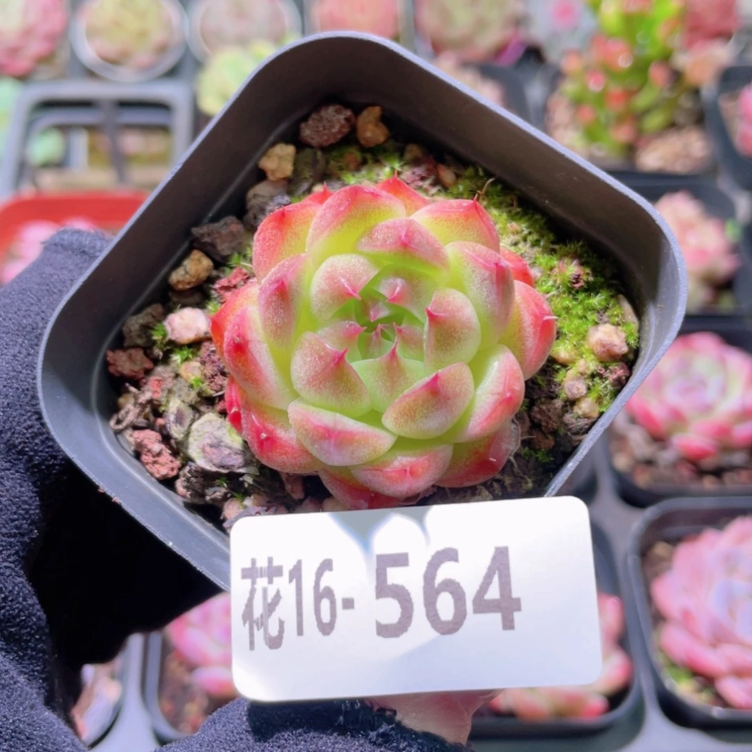 花利美16-564麦秆