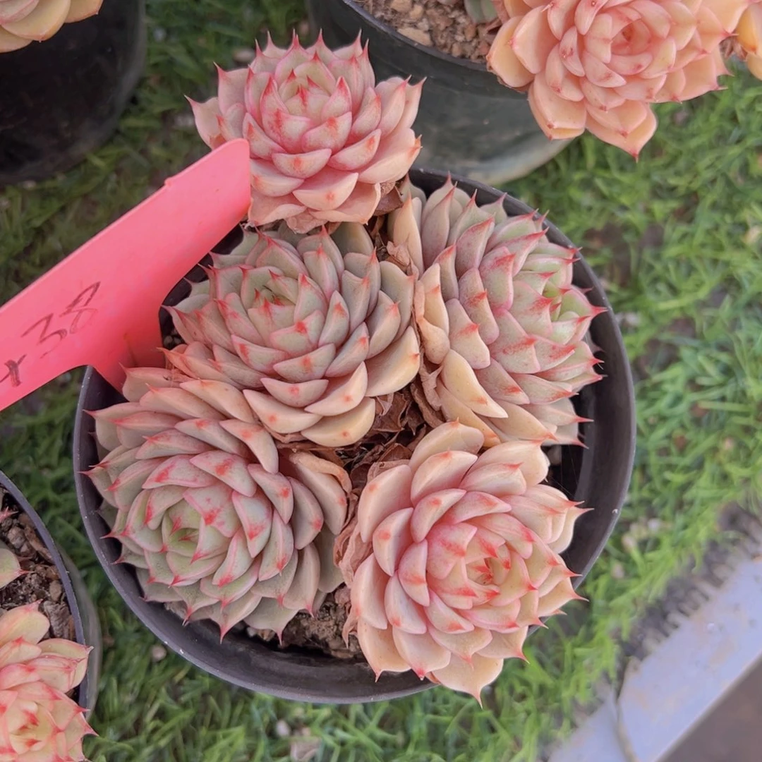 真*姐香玉的故事是一个人的故事