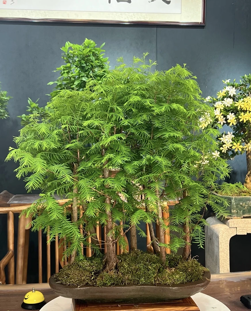 丛林水杉老桩盆栽四季常青人工培育可水培土培用于室内外好养绿植