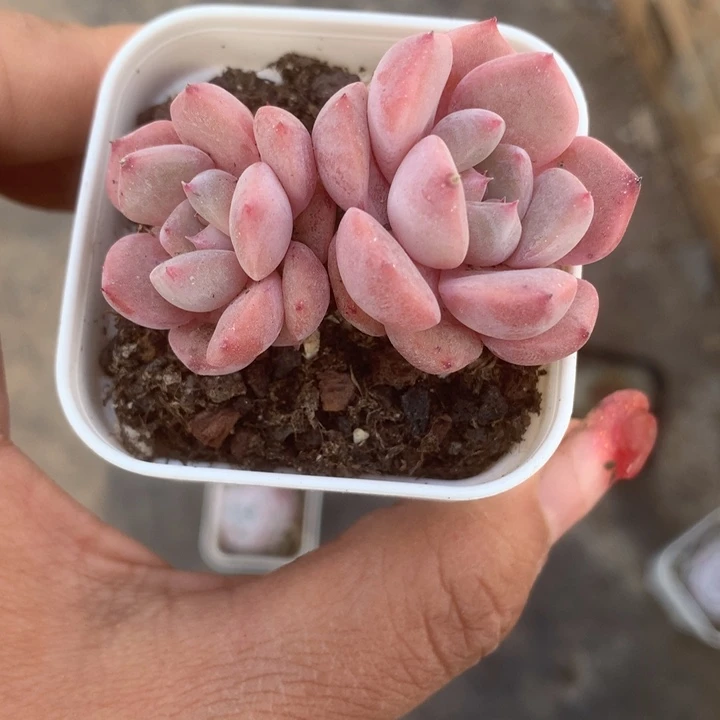 花乃瑾。一物一拍。包邮