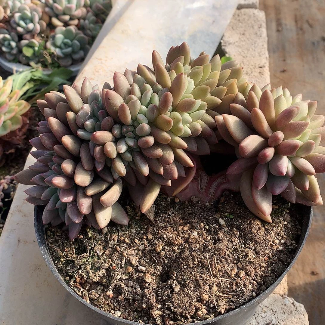 桃花源缀瑕疵一物一拍