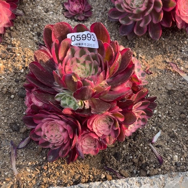 05993荔枝多肉植物