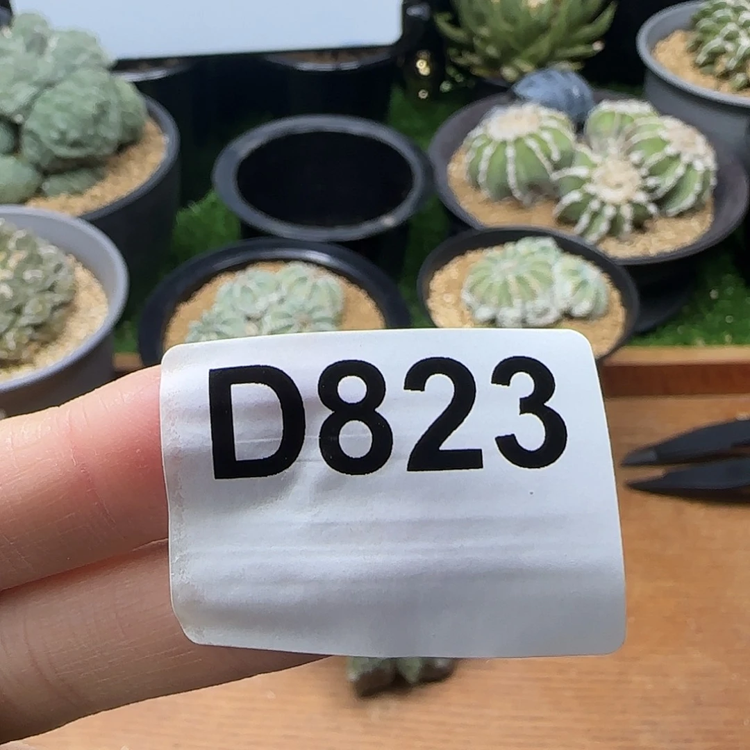 光琳推荐仙人球专拍