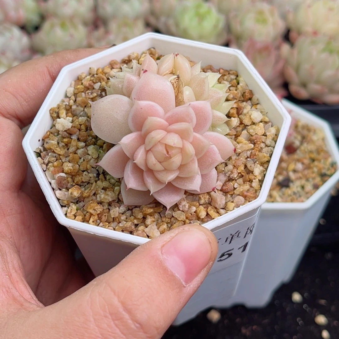 小*551 新疆西藏内蒙不发货