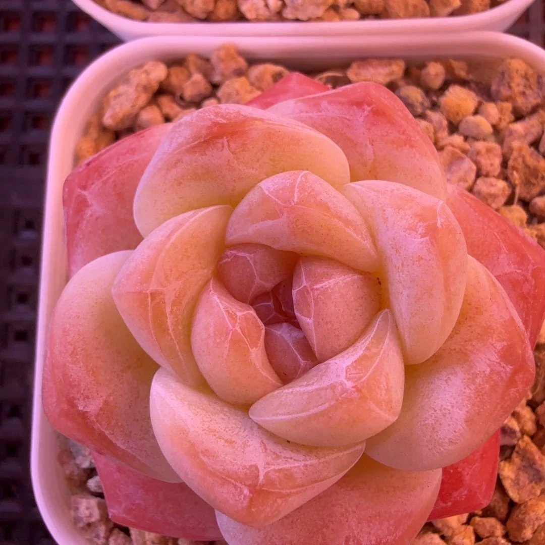 单头冰玉一物一拍