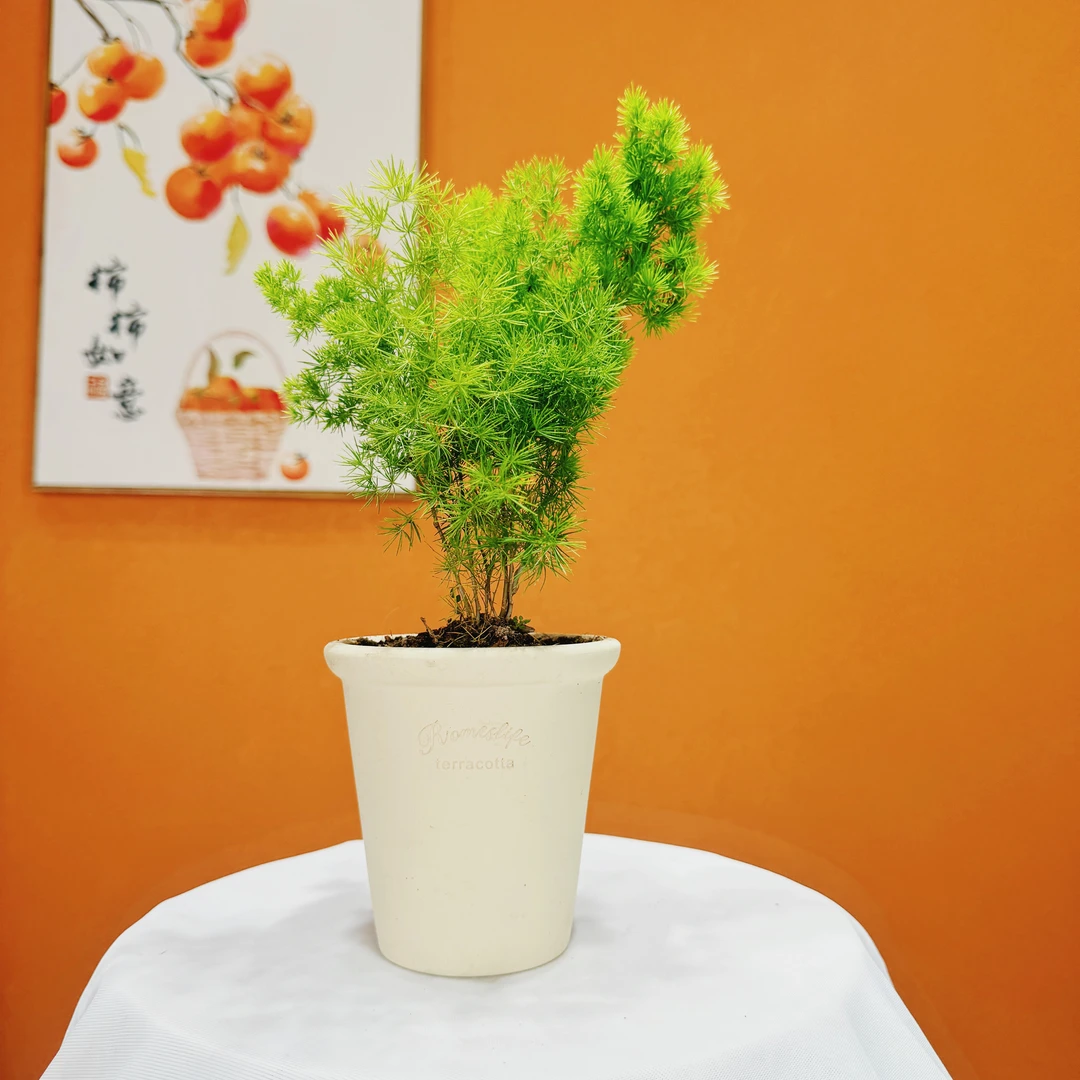 蓬莱松放轻松室内室外办公桌书桌办公室绿植