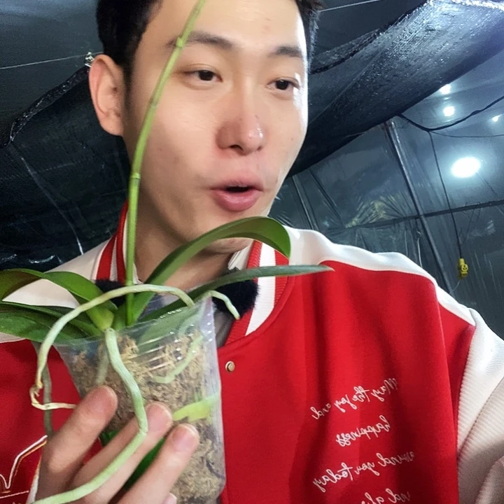 无花朵欧洲大蓝蝴蝶兰