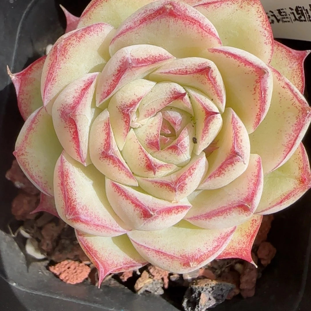 花语逸镜0206-393