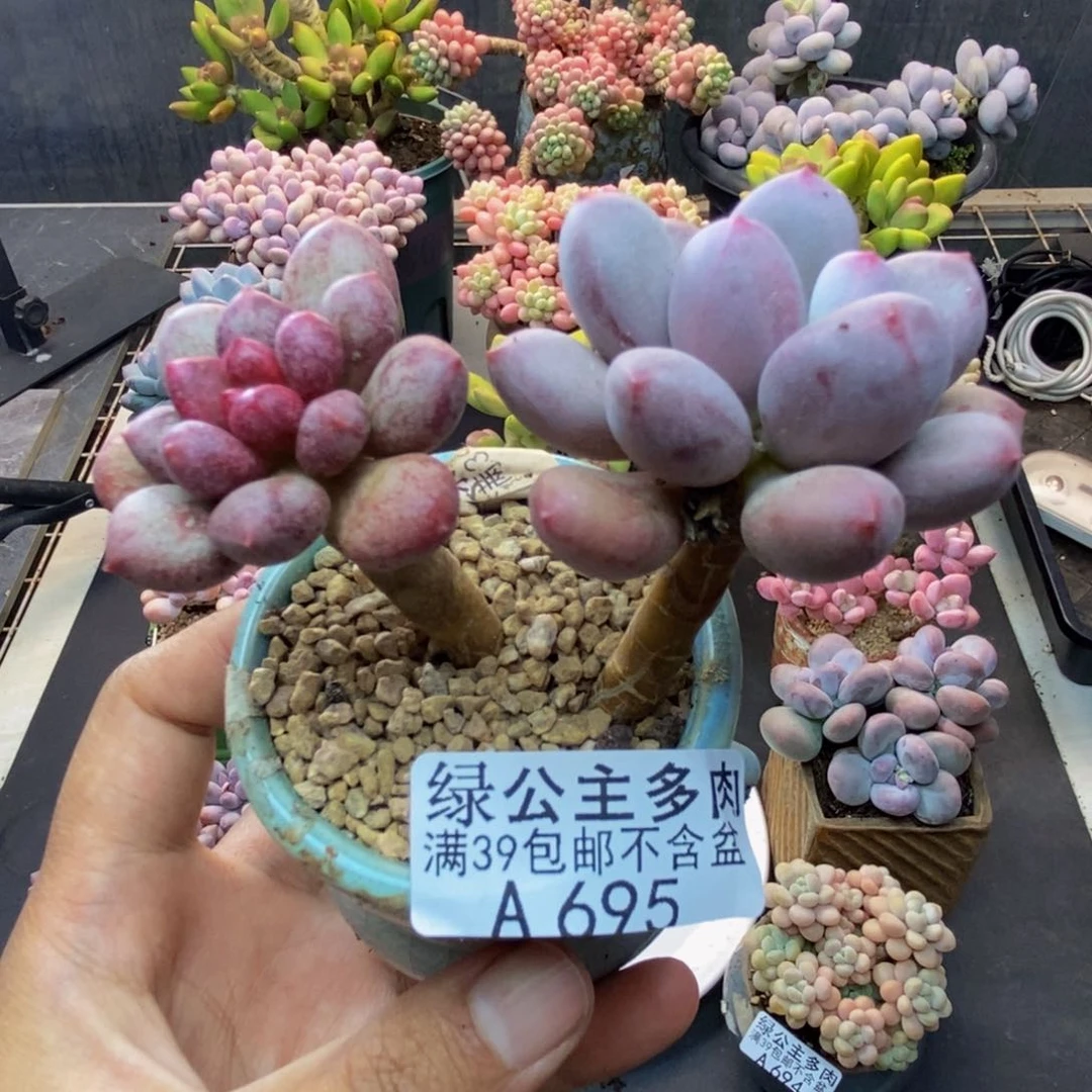 695仙子奶多肉5cm