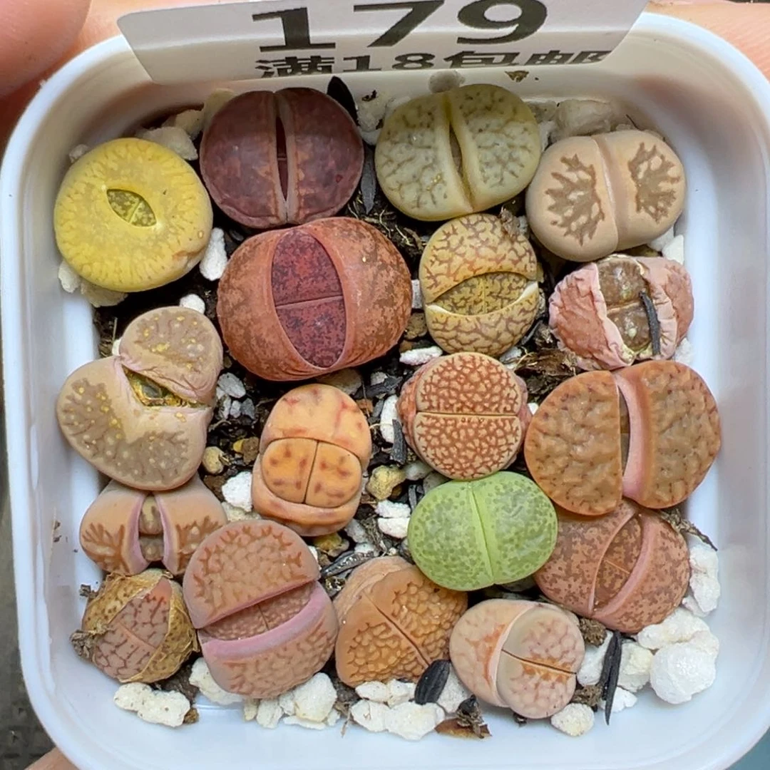 【闪购商品】179……