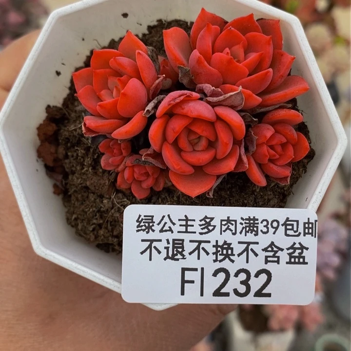 高贵5cm232多肉植物