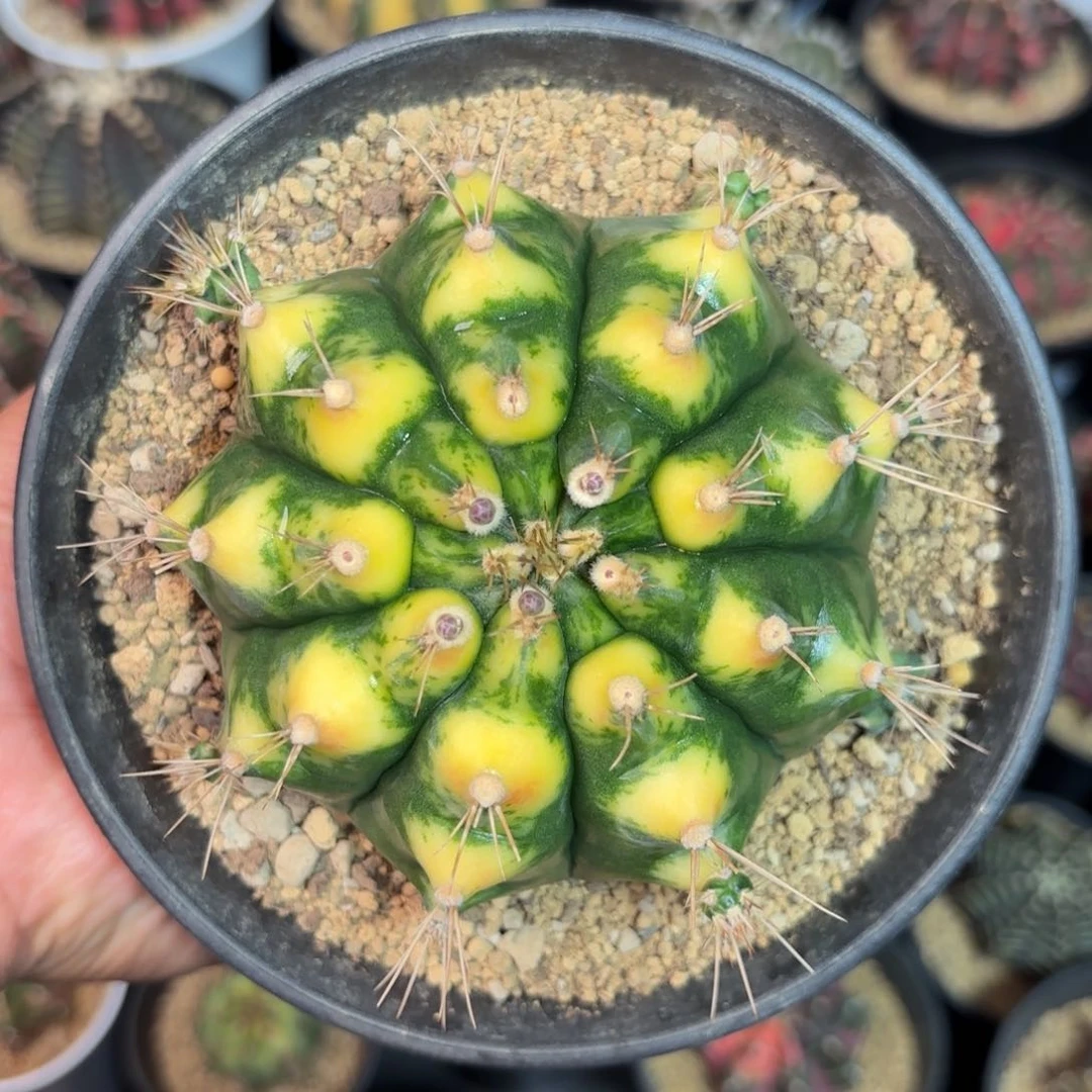 泰系金龟仙人球母本35