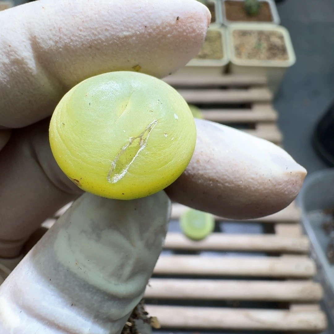 1-14-104拉登1473.18