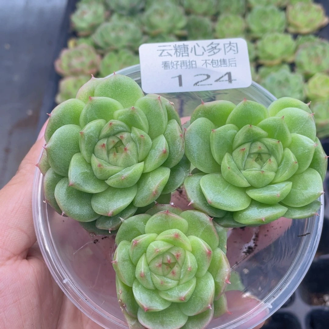 云糖心多肉植物124