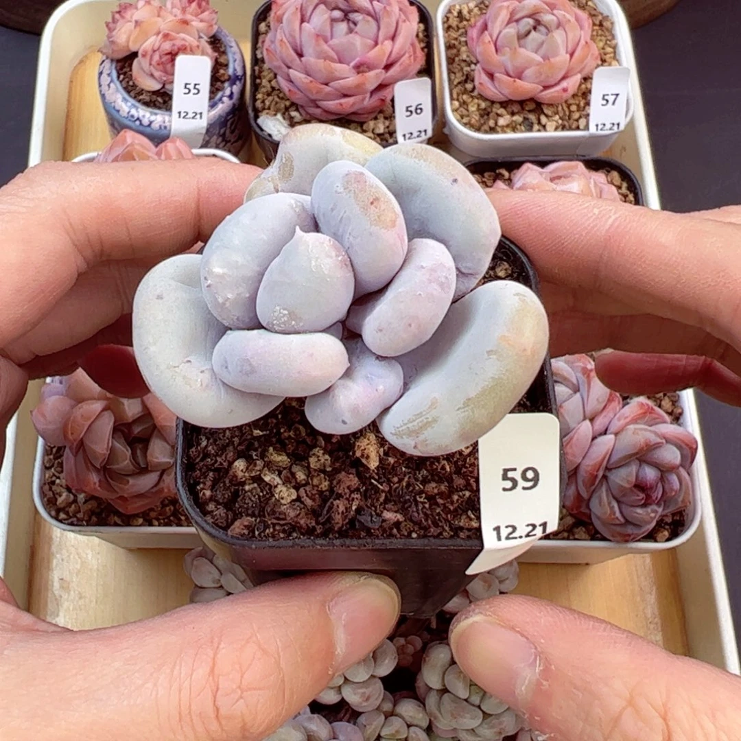 好好看59、哈哈哈哈