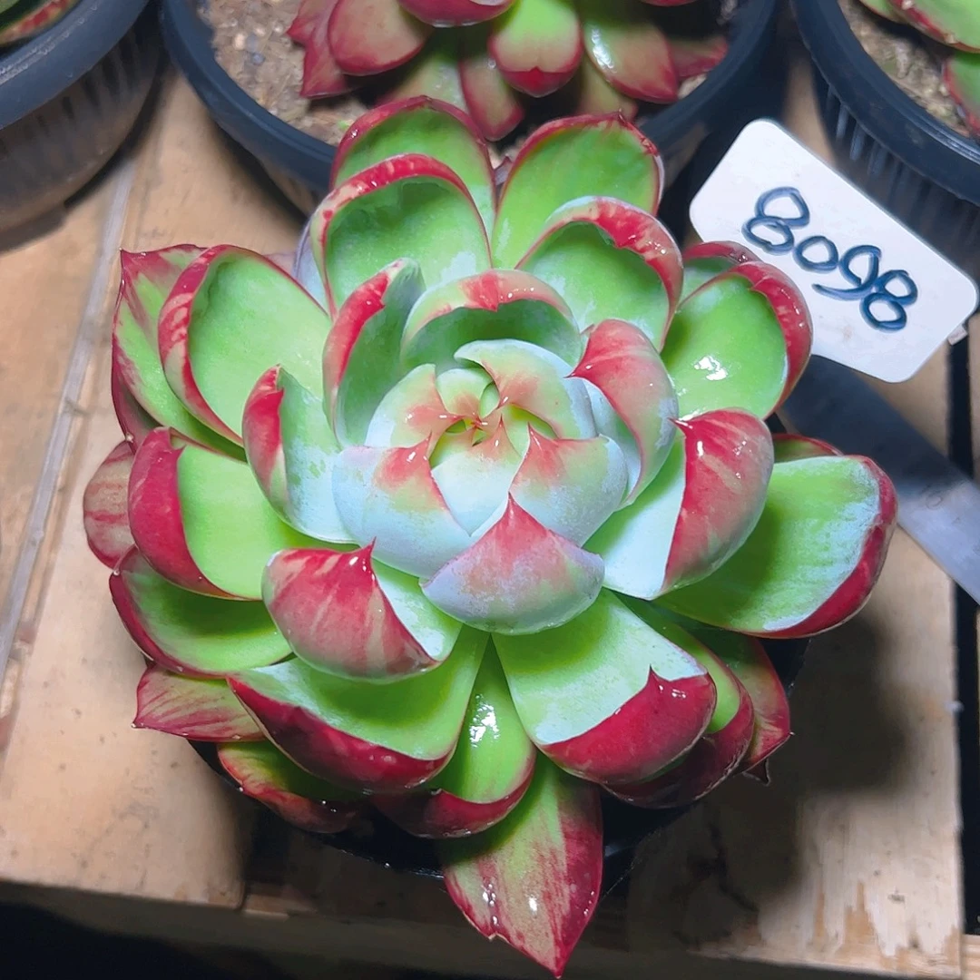 惊鸿仙子一物一拍8098号